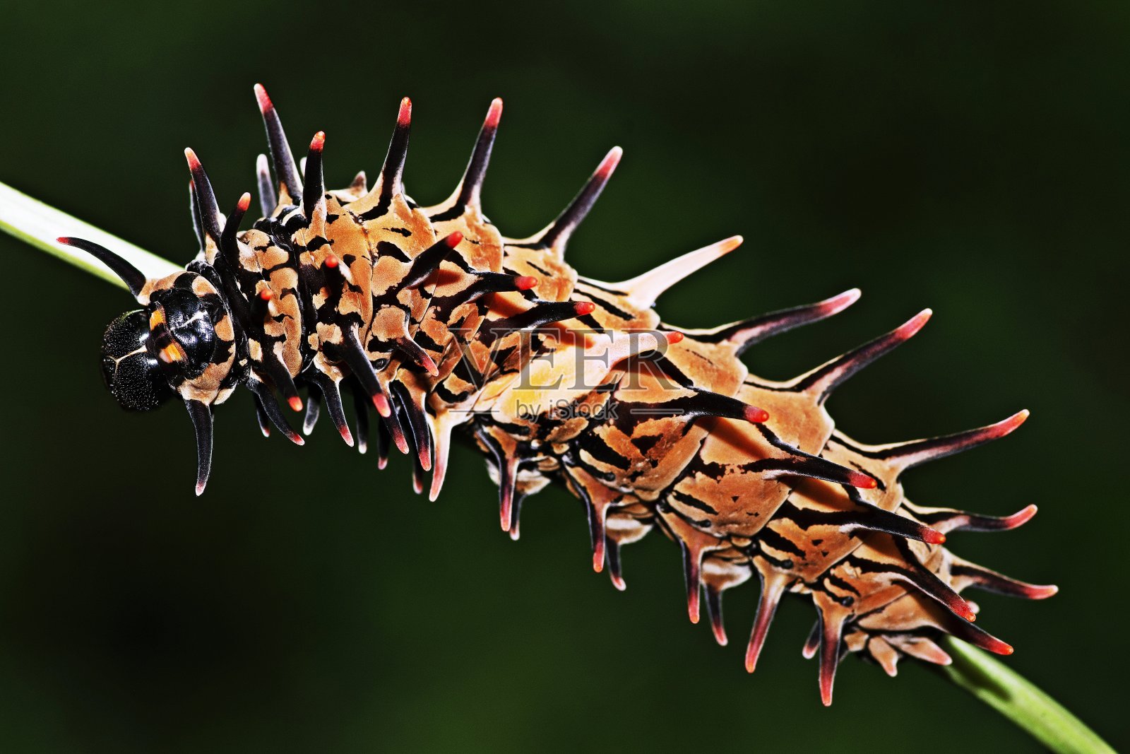 金鸟翅毛虫(金鸟翅)枝上。照片摄影图片