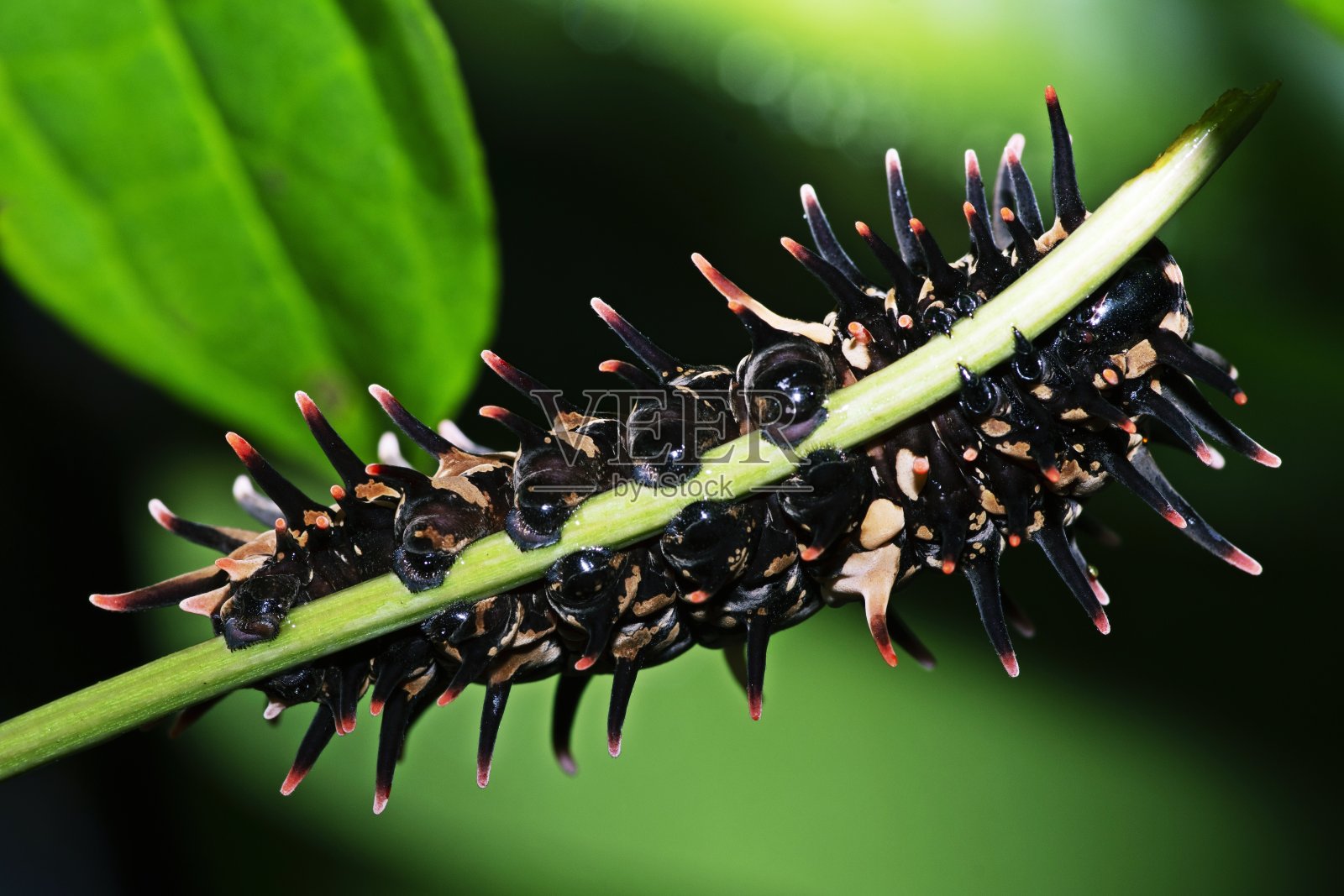 树枝上的金鸟翅。照片摄影图片