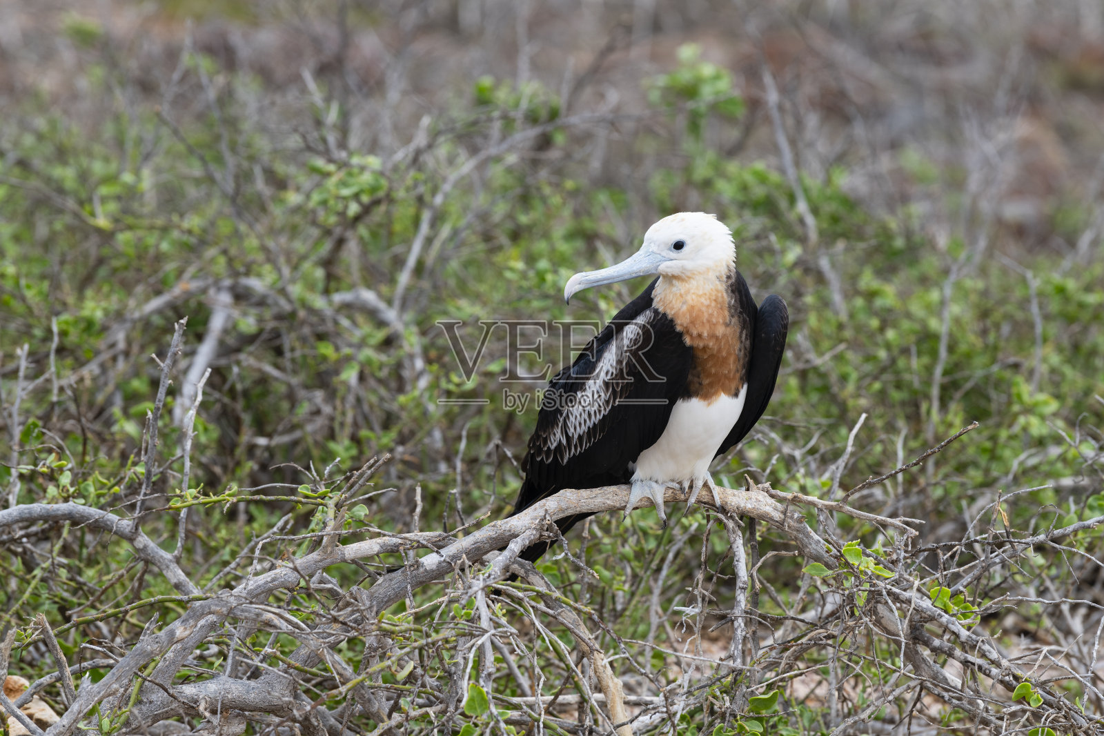年轻的军舰鸟，加拉帕戈斯群岛照片摄影图片