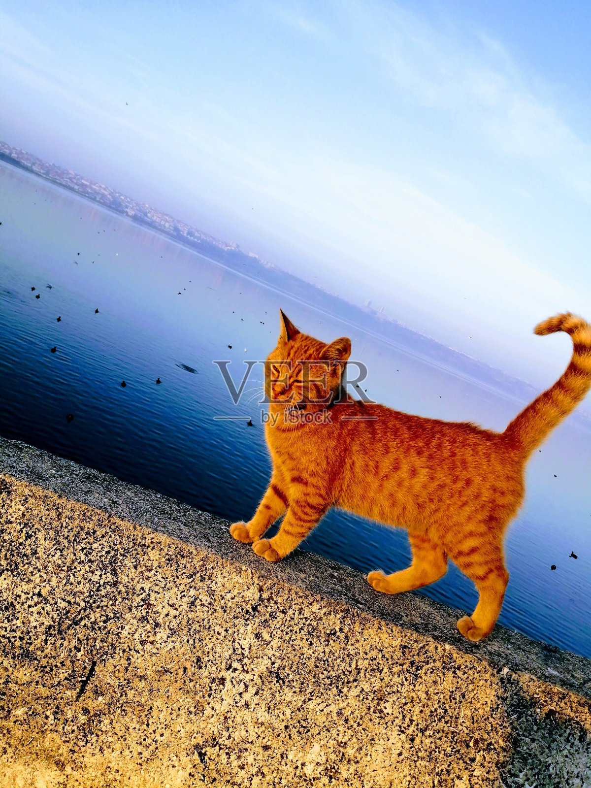 自然状态下的猫照片摄影图片