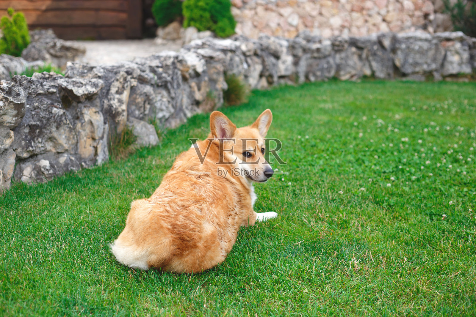 可爱的胖乎乎的柯基躺在绿色的草坪上照片摄影图片