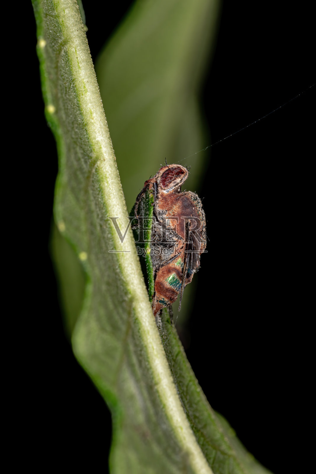死吹飞照片摄影图片