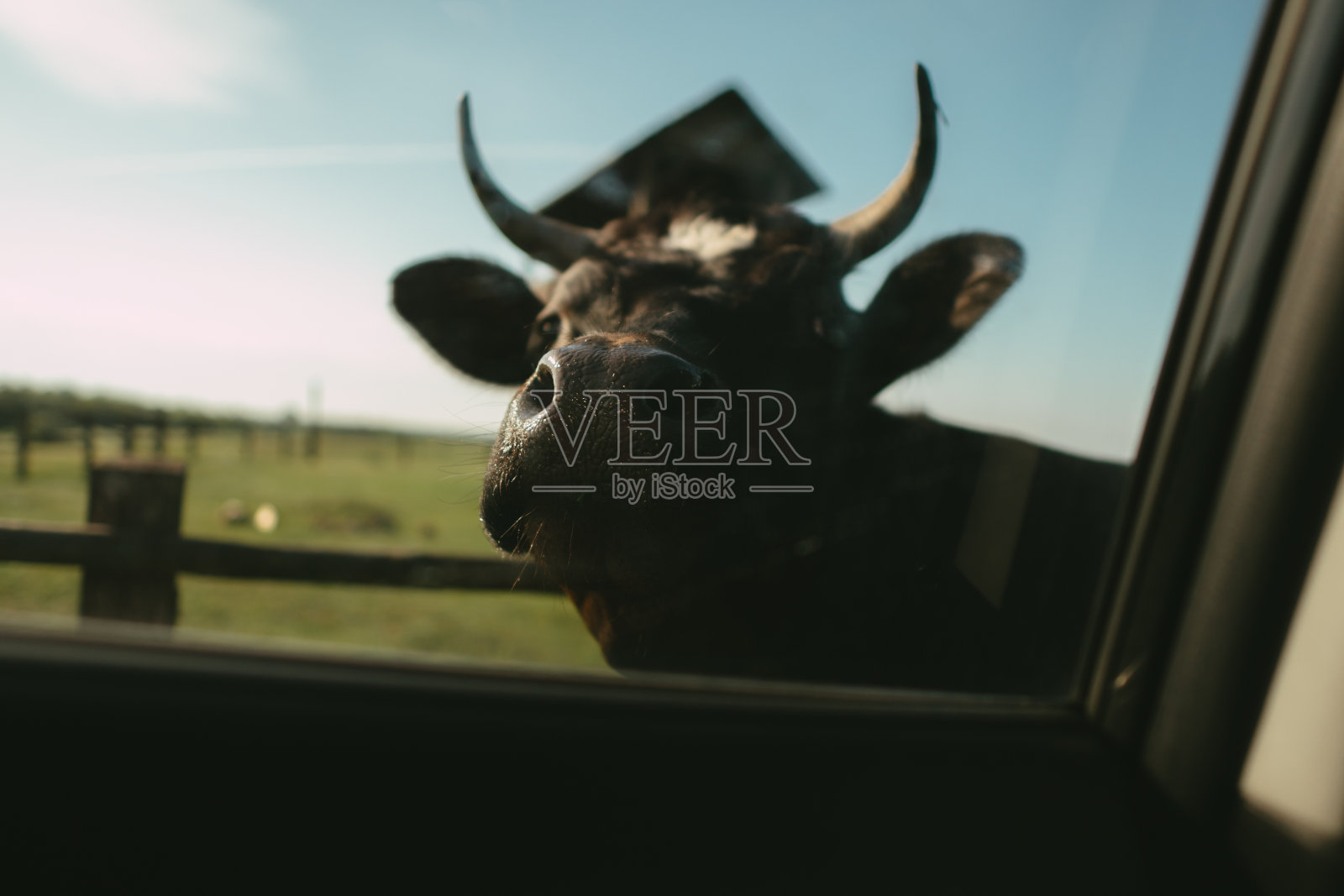 好奇的奶牛在草地上吃草。透过车窗看照片摄影图片