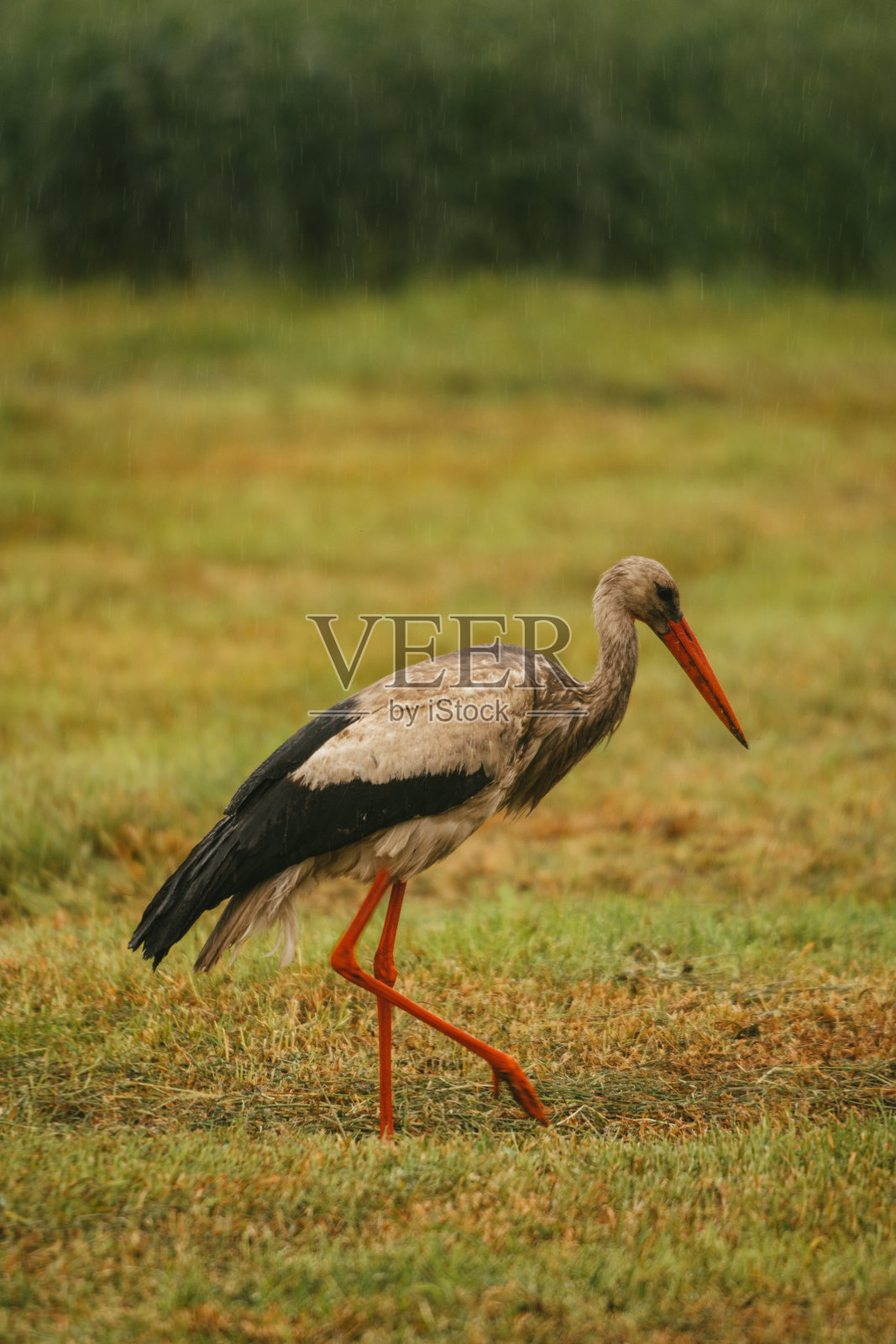 夏天在草地上寻找食物的鹳鸟照片摄影图片