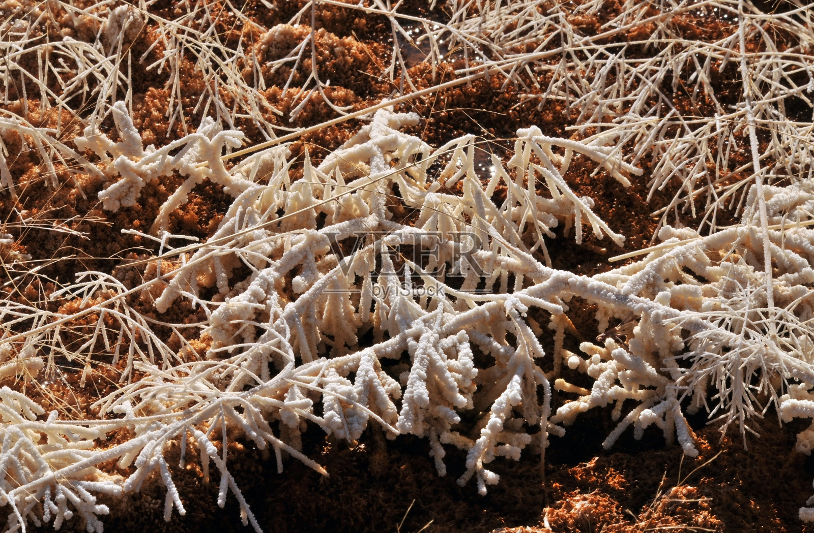 石化,Yelowstone照片摄影图片