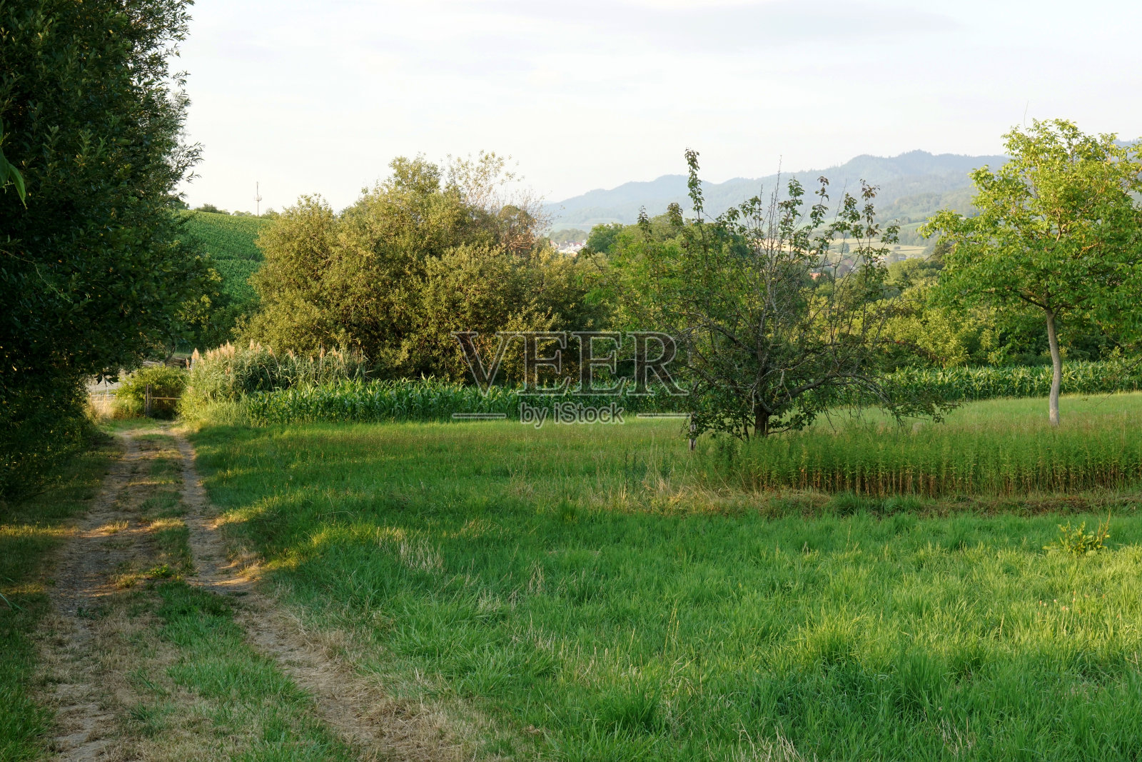 景观与果园照片摄影图片