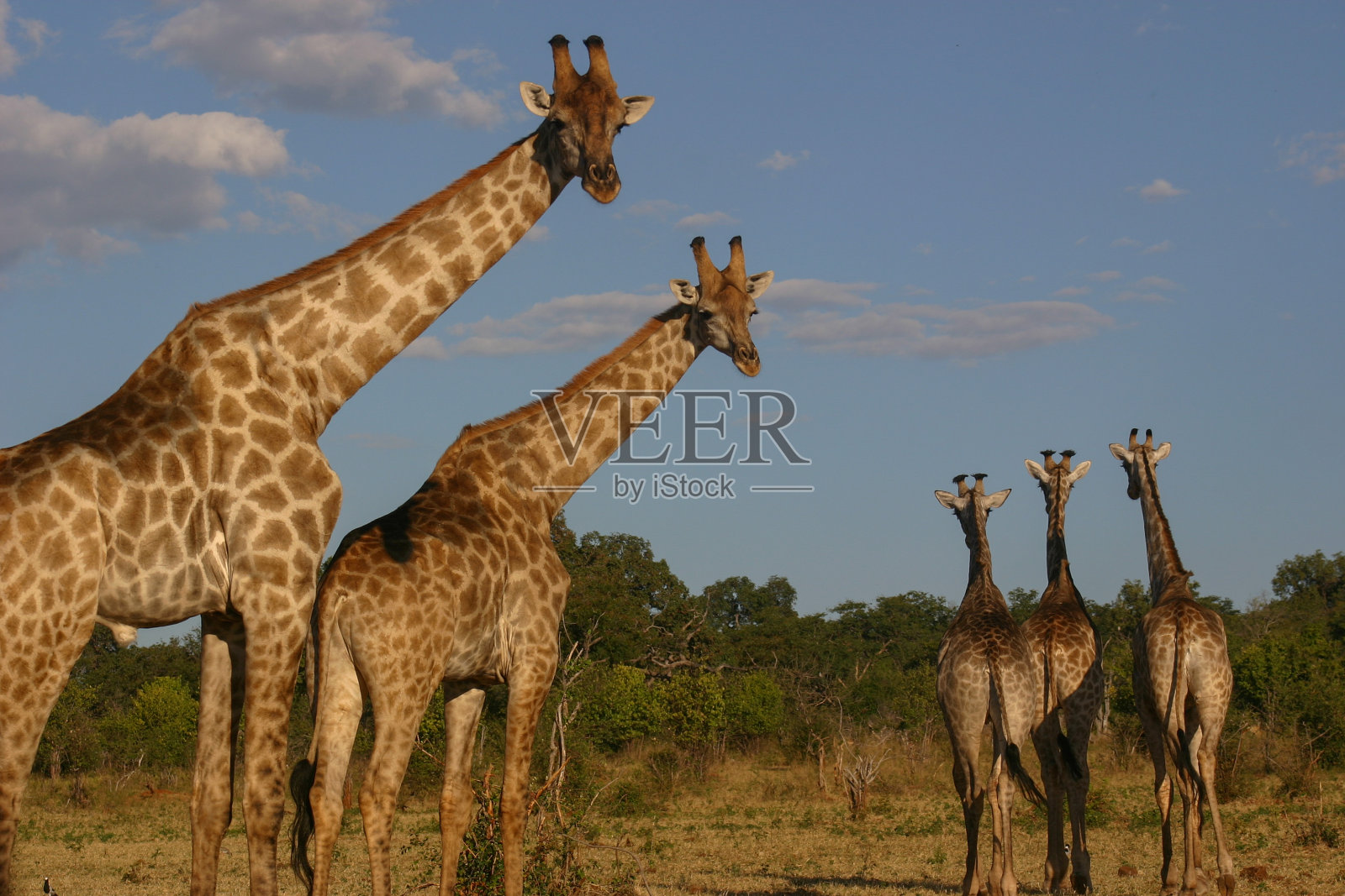 非洲丛林中的一群长颈鹿照片摄影图片