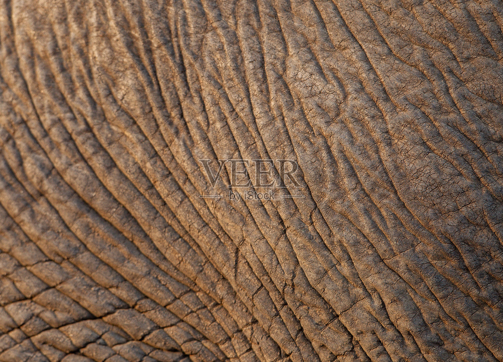 大象皮肤的特写照片摄影图片
