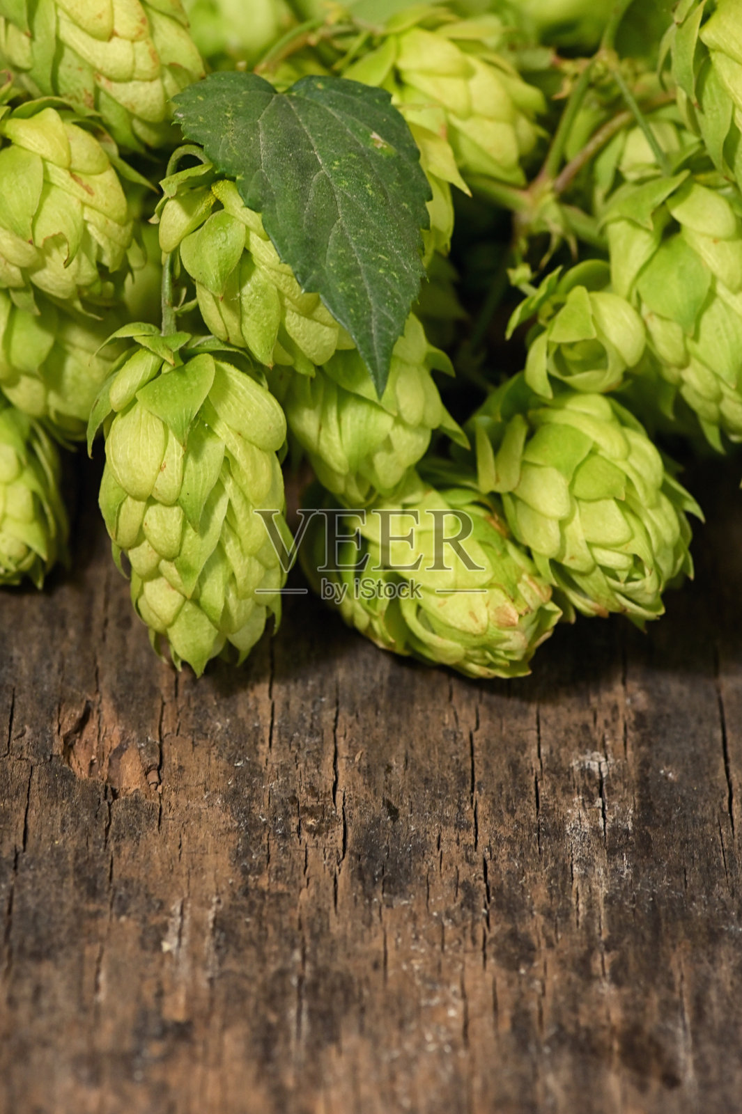 特写一堆新鲜的绿色啤酒花照片摄影图片