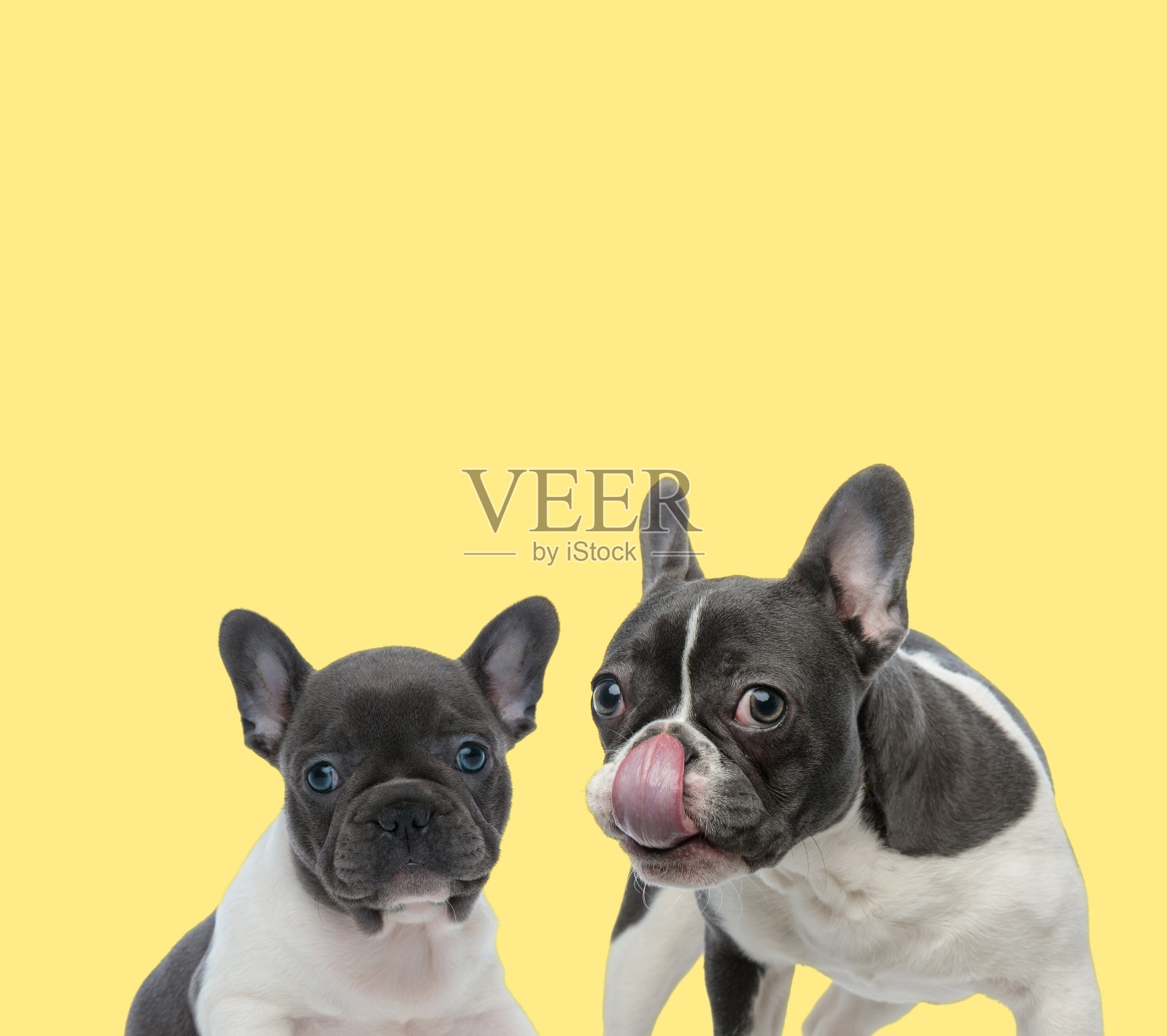 一只法国小牛头犬坐在一只大牛头犬旁边照片摄影图片