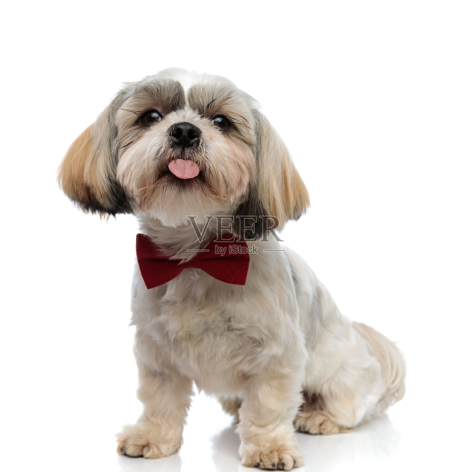 可爱的西施犬伸出舌头，戴着领结照片摄影图片