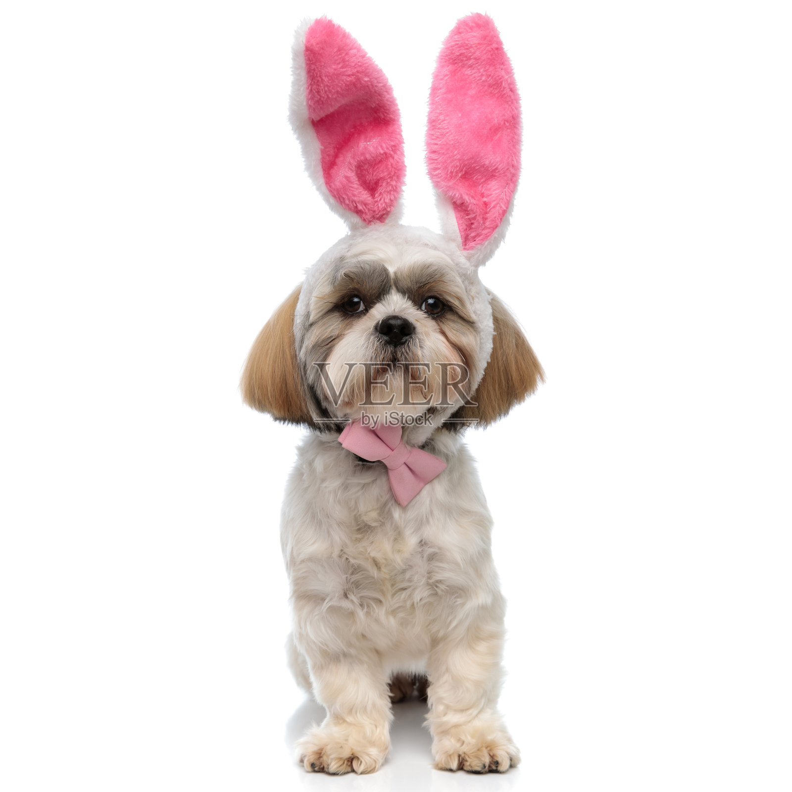 滑稽的西施犬，戴着兔耳朵和领结照片摄影图片