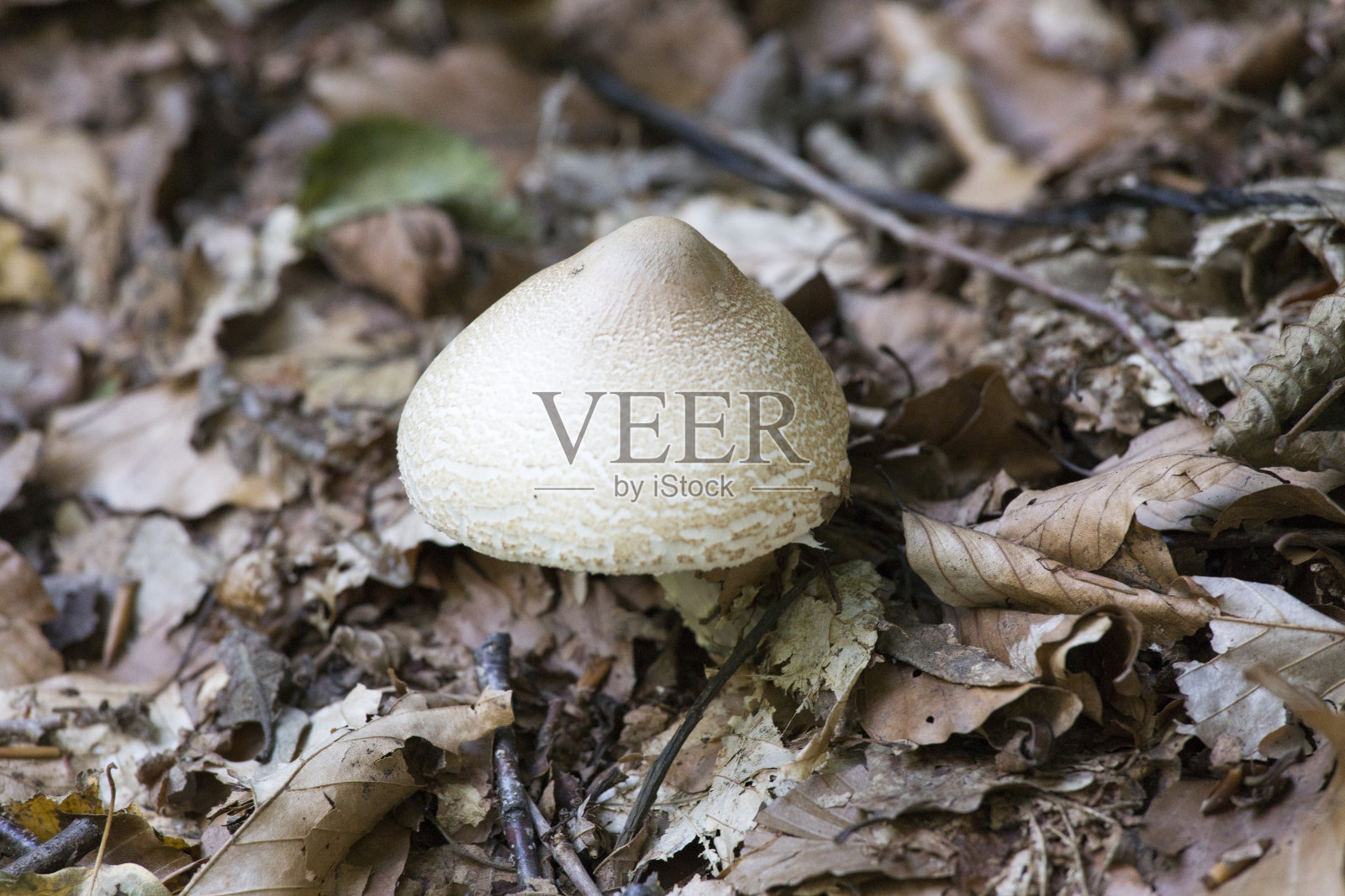 蘑菇视图照片摄影图片