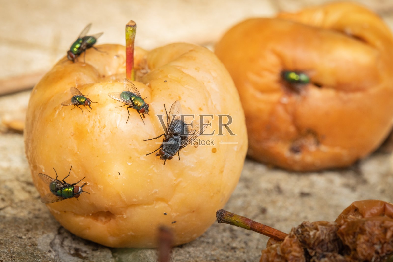 家蝇以夏末落下的水果为食照片摄影图片