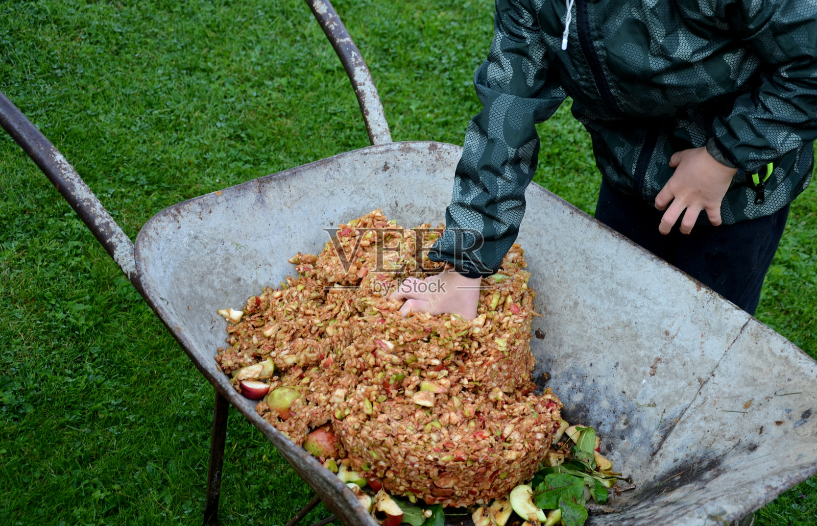 从掉落的苹果中自制苹果汁，用一个有螺丝钉的手压机，孩子们帮助转动手柄，苹果酒通过筛子从果肉中流出，果肉被扔到堆肥中照片摄影图片