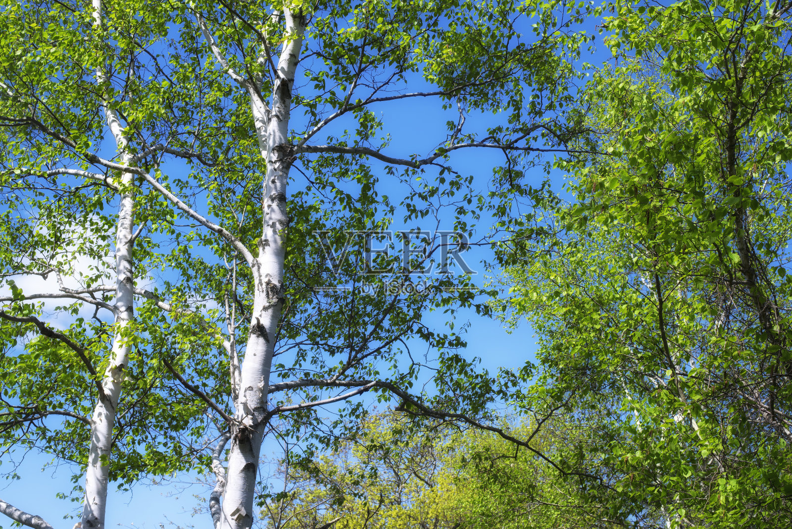 缅因州早春的白桦树照片摄影图片