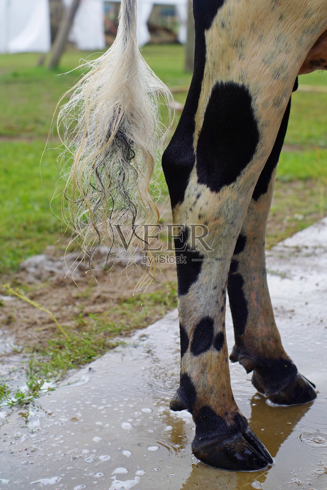 牛尾巴(黑色还是白色?)照片摄影图片