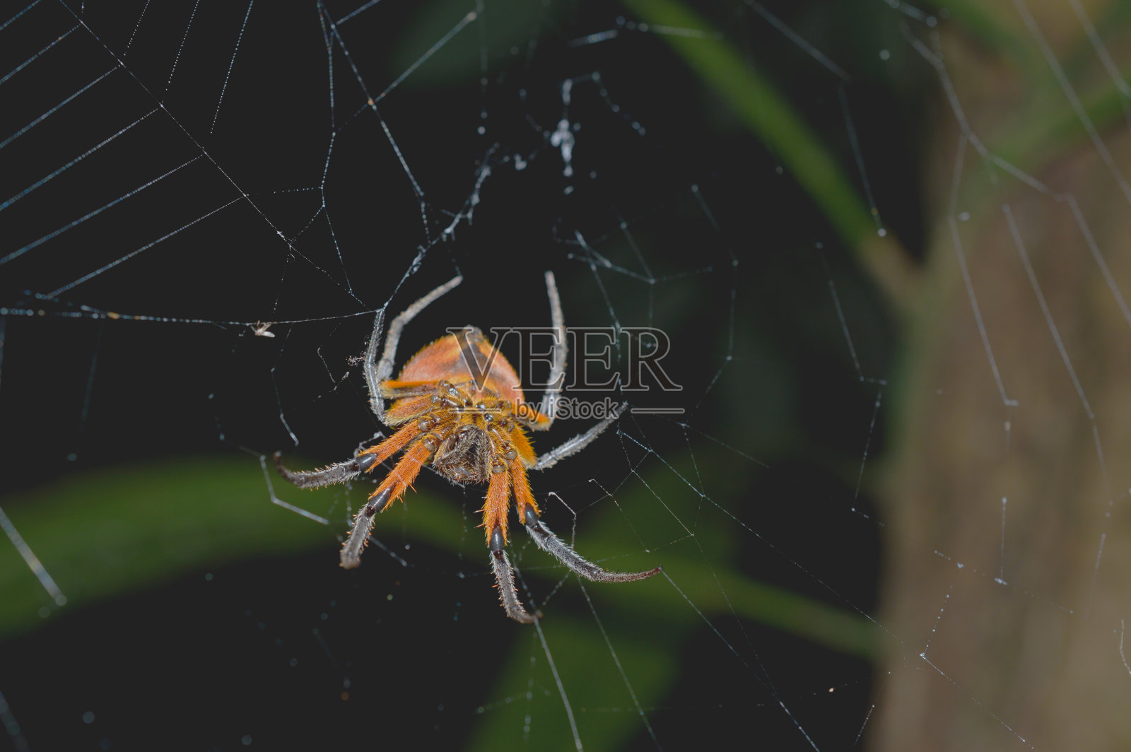 大圆球蜘蛛照片摄影图片