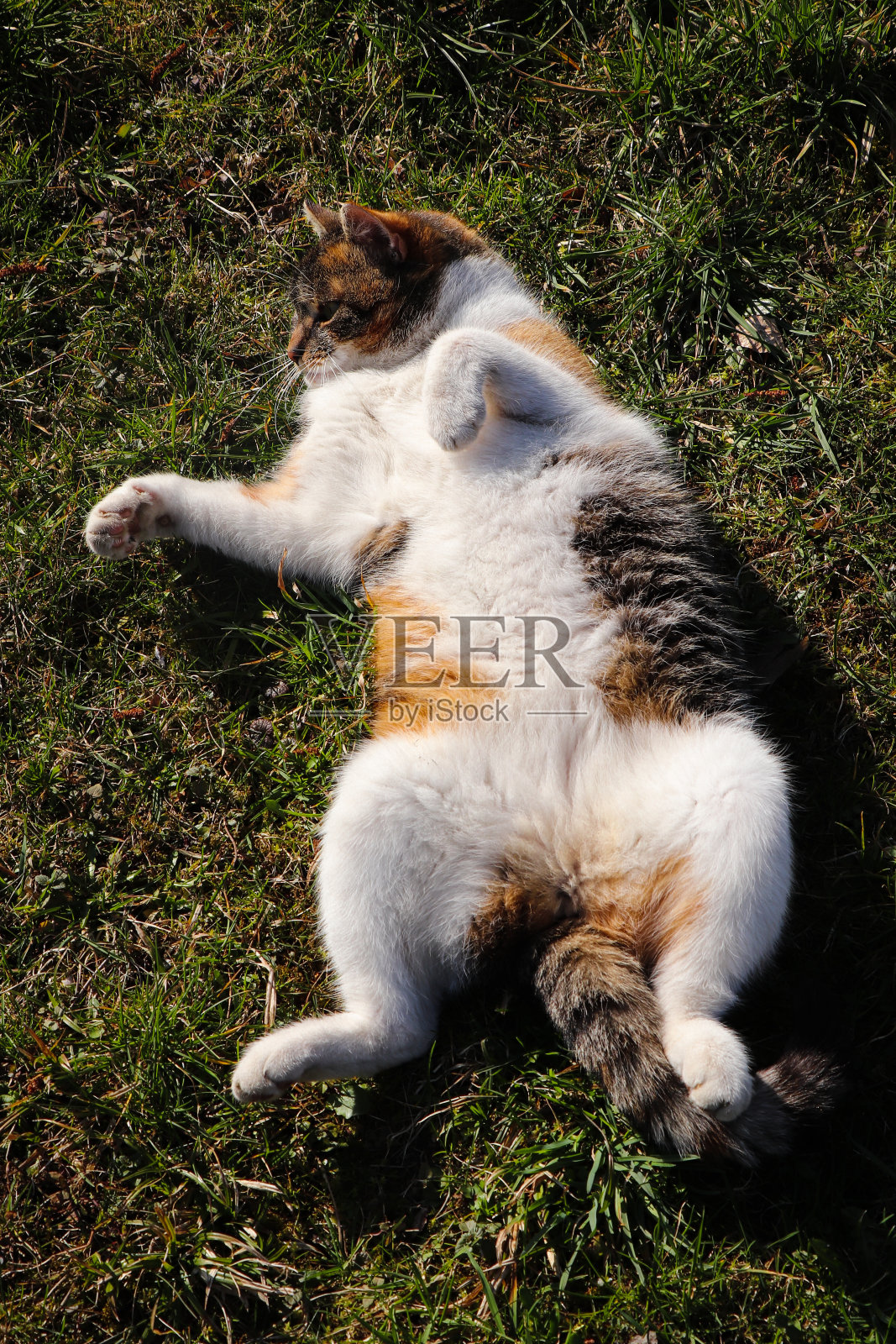 工作后应该休息。家猫是平躺着，四肢伸直，腹部周围，从太阳那里获得必要的热量。在阳光下睡觉照片摄影图片