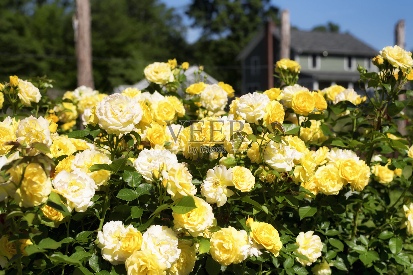 伊丽莎白公园玫瑰花园西哈特福德康涅狄格州照片摄影图片