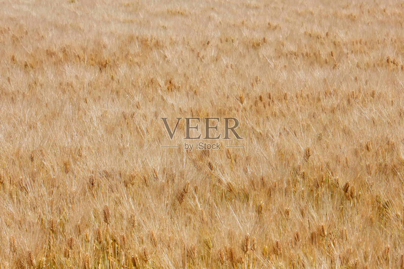 稻田的近景照片摄影图片