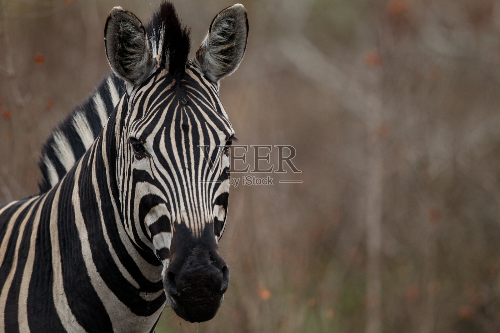 这是一张野生斑马的特写头部照片照片摄影图片