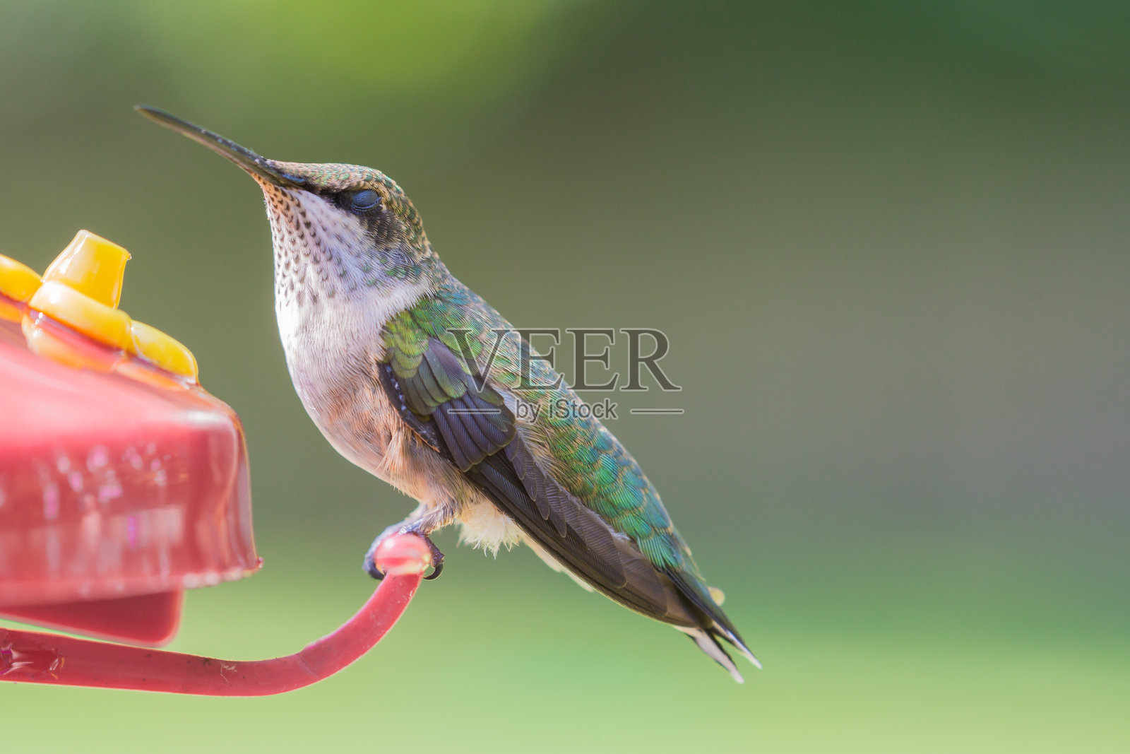 喂食器上的雌性红宝石喉蜂鸟照片摄影图片