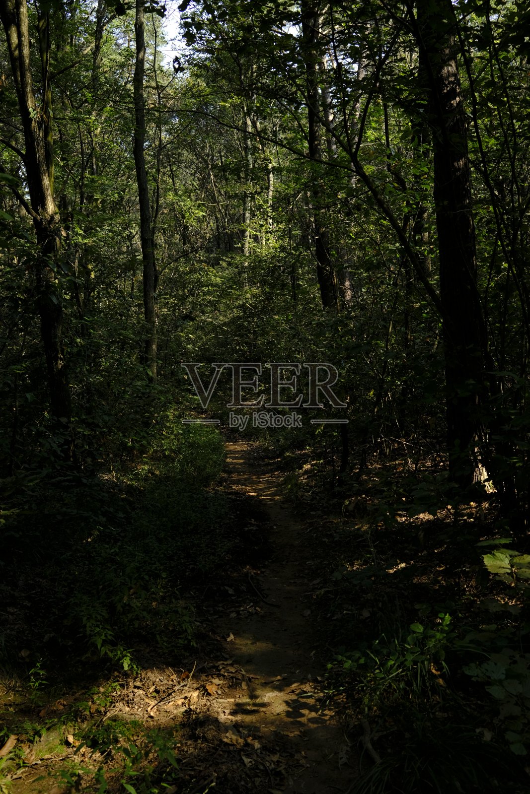 夏末灌木丛的灯光和颜色照片摄影图片