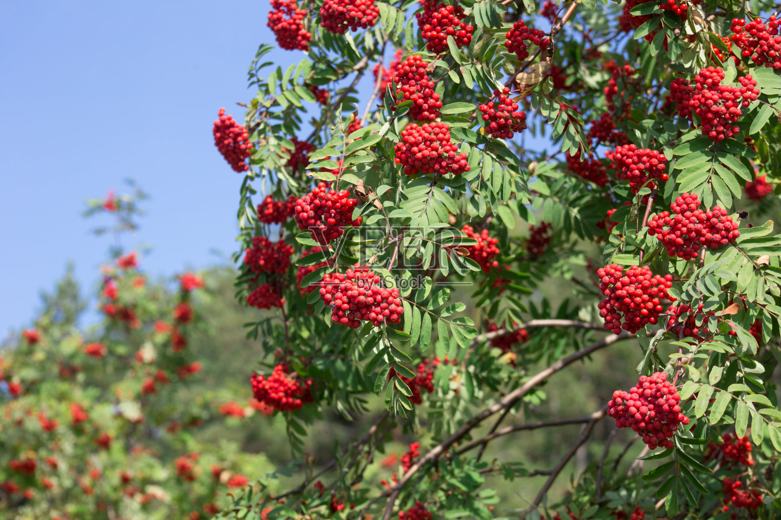 蓝色的天空背景上，花梨树的嫩枝和成熟的红浆果。秋天的阳光灿烂的日子。照片摄影图片