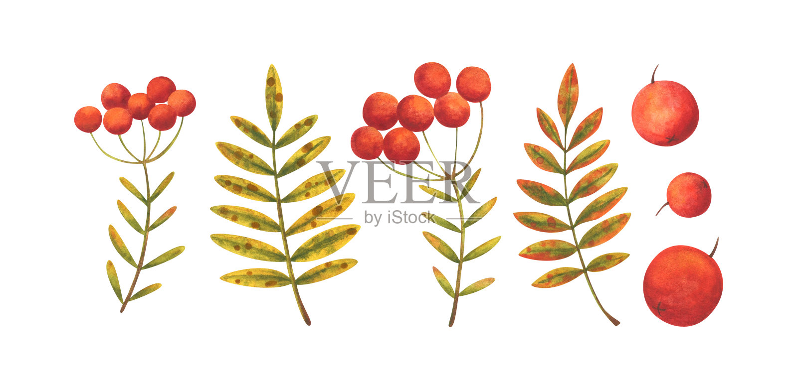 秋白蜡树的叶子是黄色、绿色和红色的浆果。水彩插图孤立的白色背景。一组带有植物元素的图片。插画图片素材