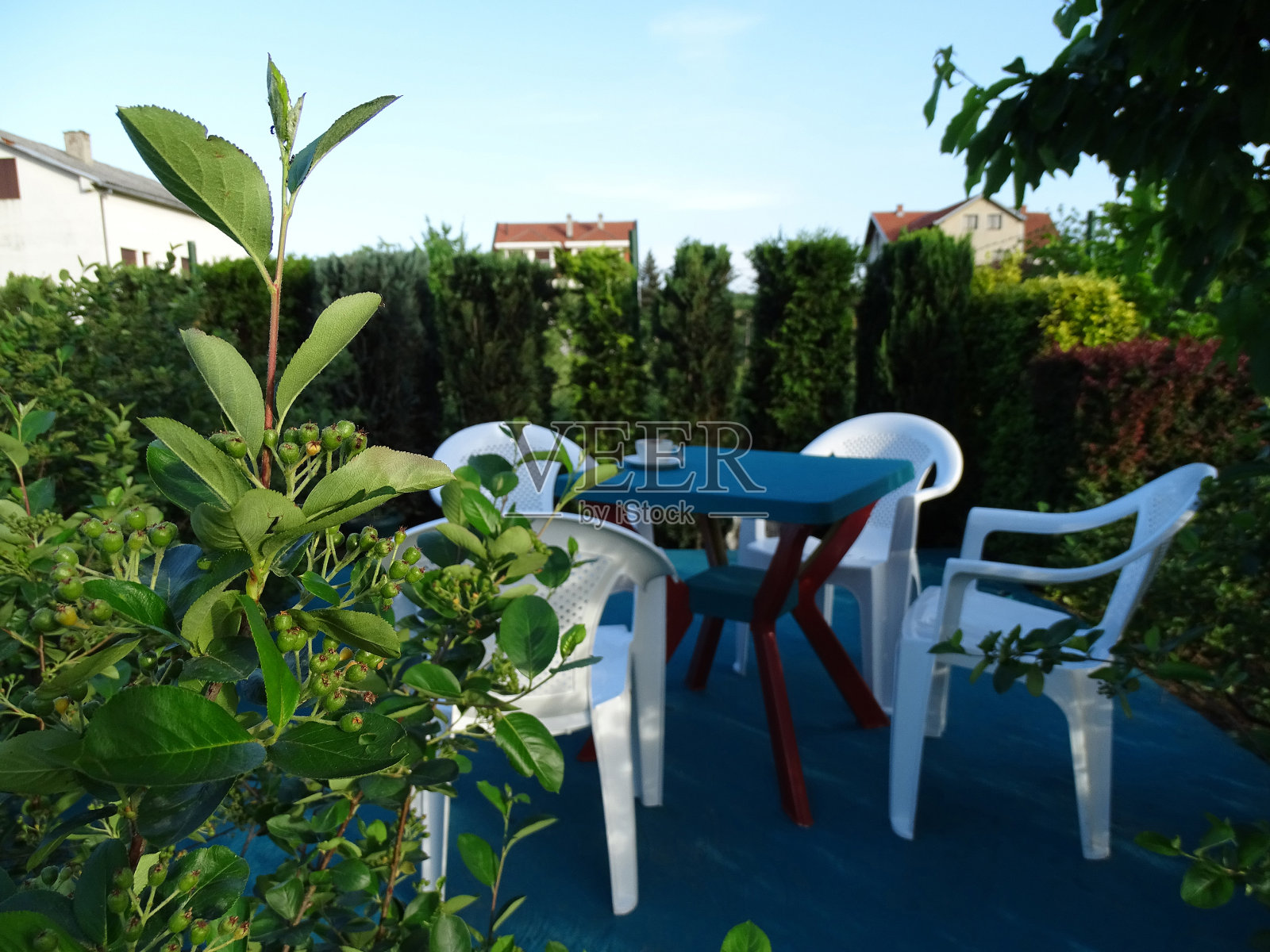 Chokeberry叶子和浆果作为庭院的装饰照片摄影图片