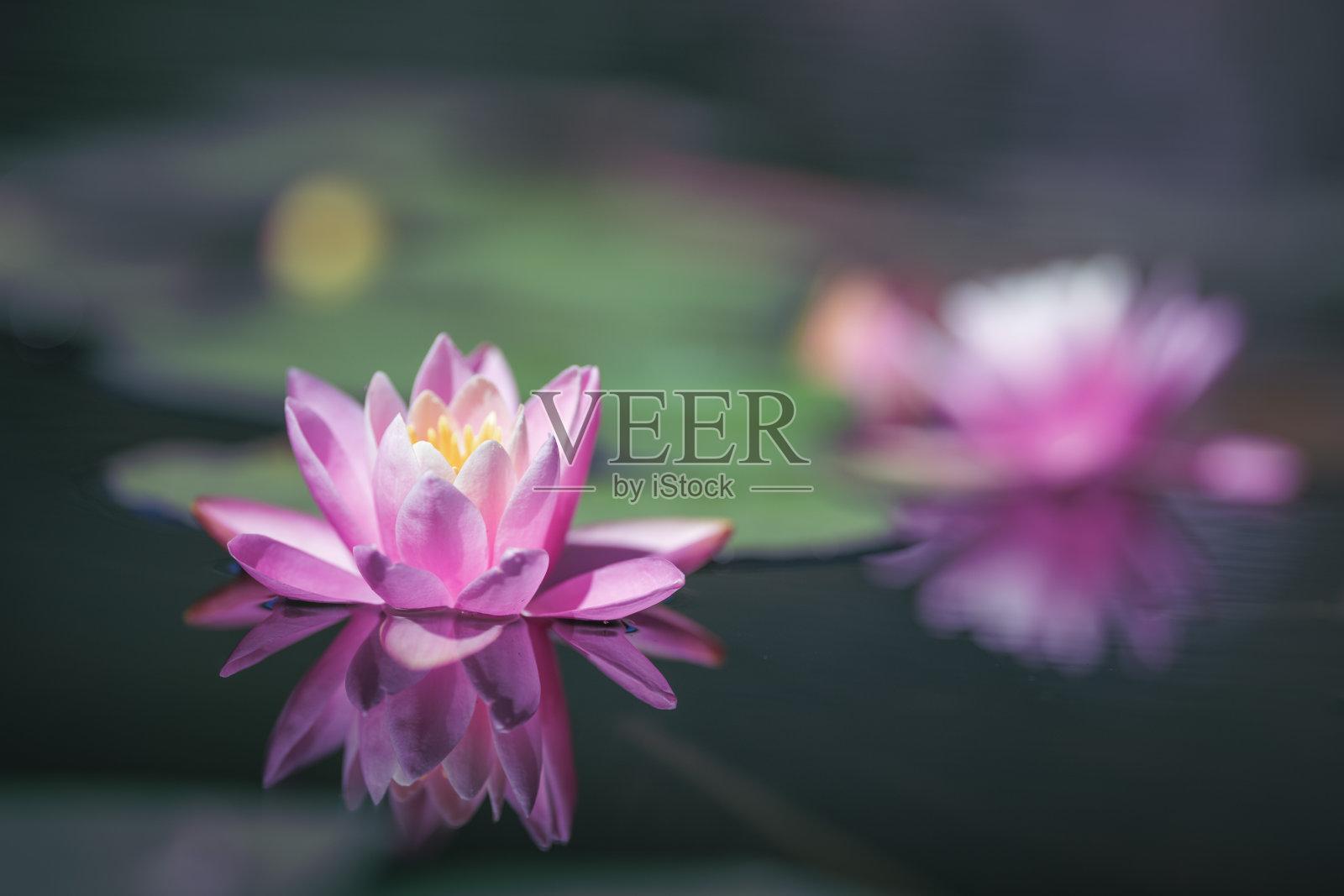 粉红莲花或荷花选择集中照片摄影图片