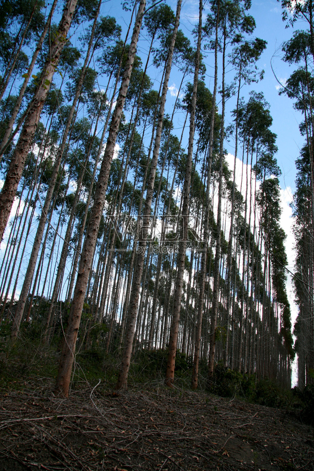 巴伊亚州南部的桉树种植园照片摄影图片