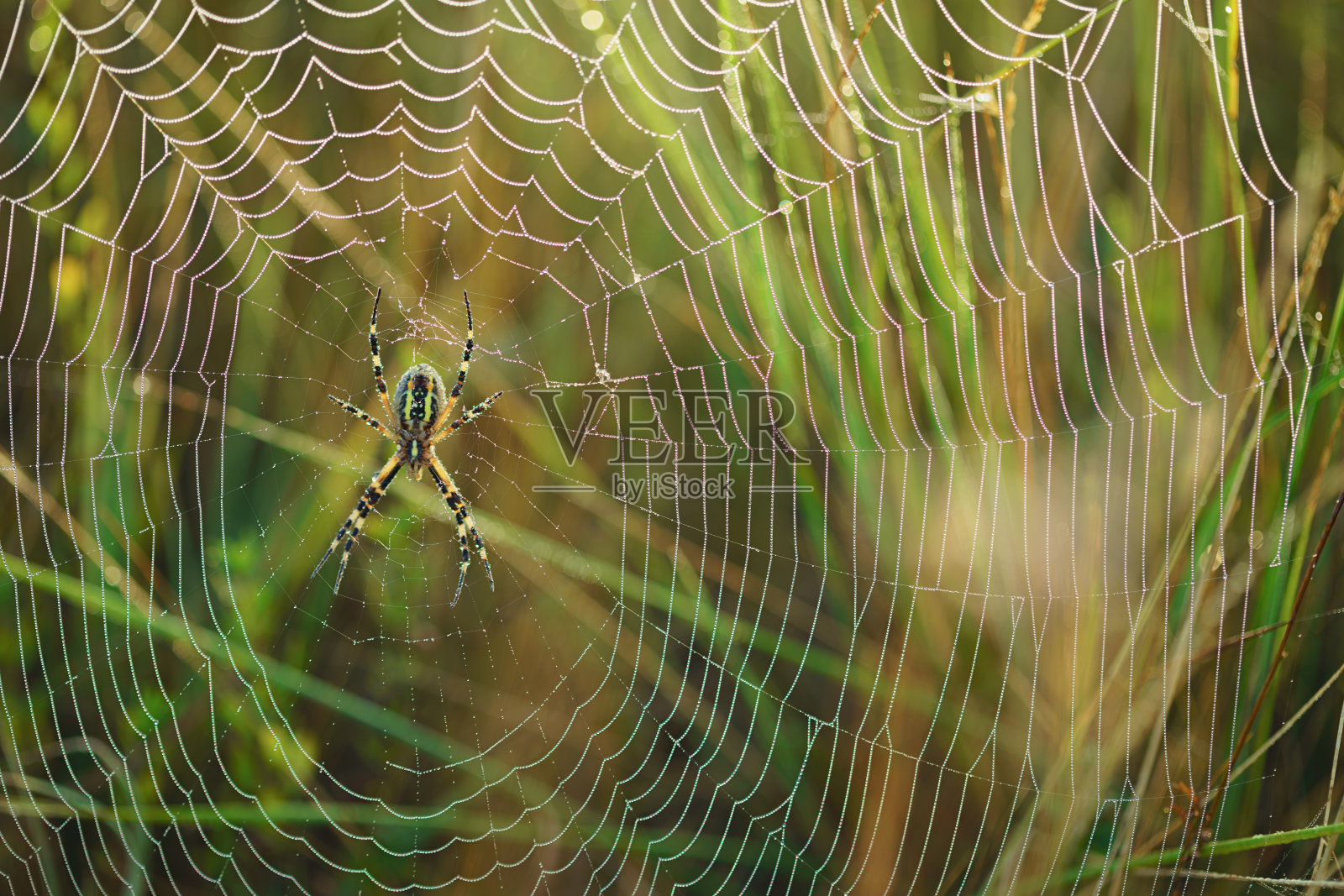 带着晨露在蜘蛛网上等待的黄蜂蜘蛛。没有聚焦的背景。水平的观点。照片摄影图片