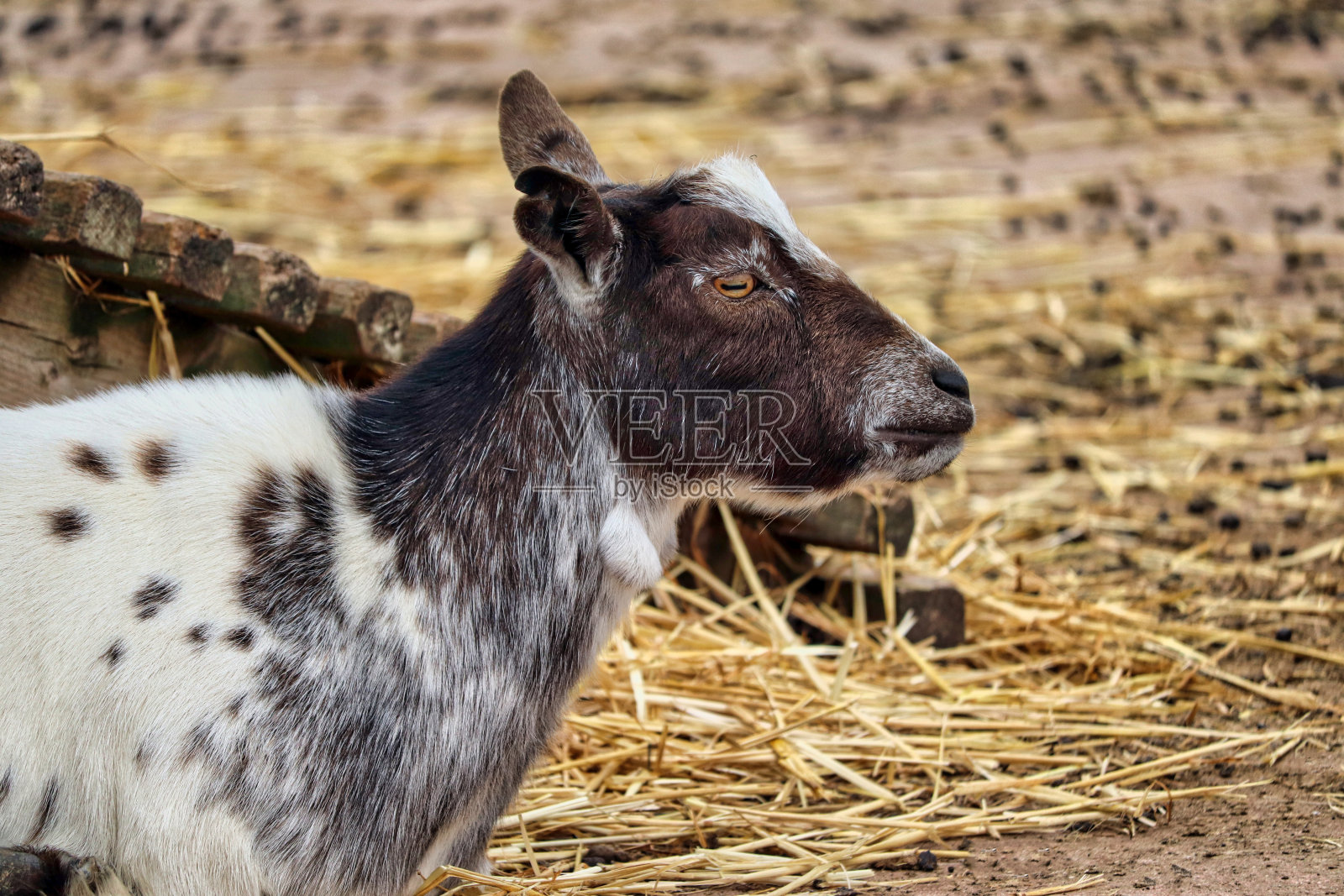 德文郡农场的山羊照片摄影图片