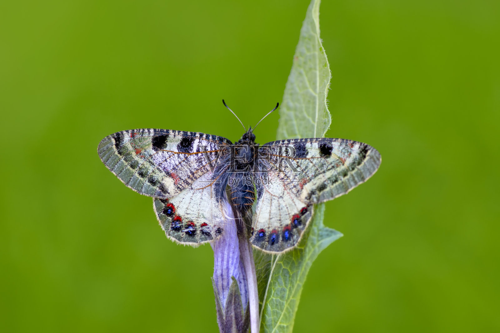 微距镜头，美丽的蝴蝶照片摄影图片