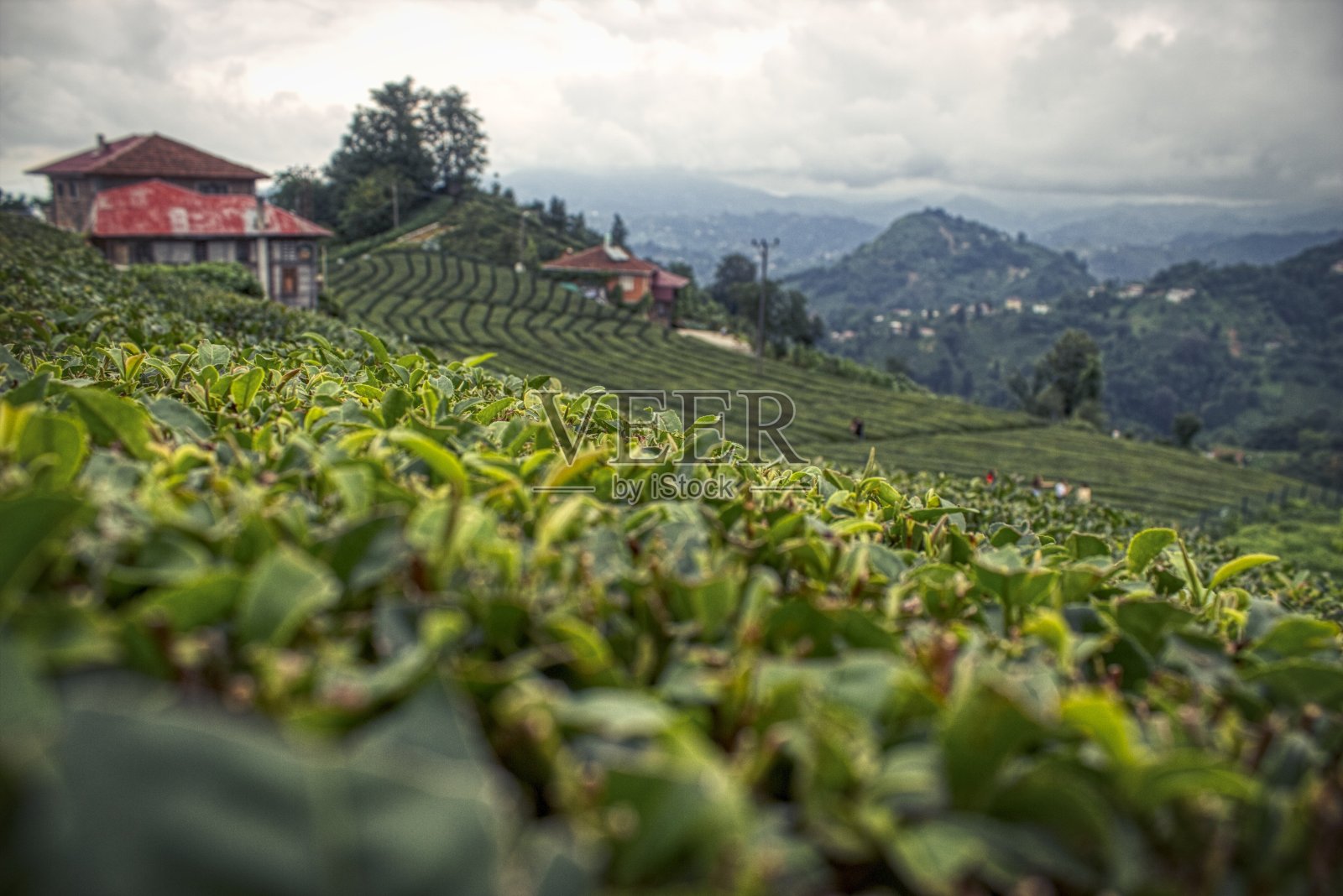 里泽省茶村照片摄影图片