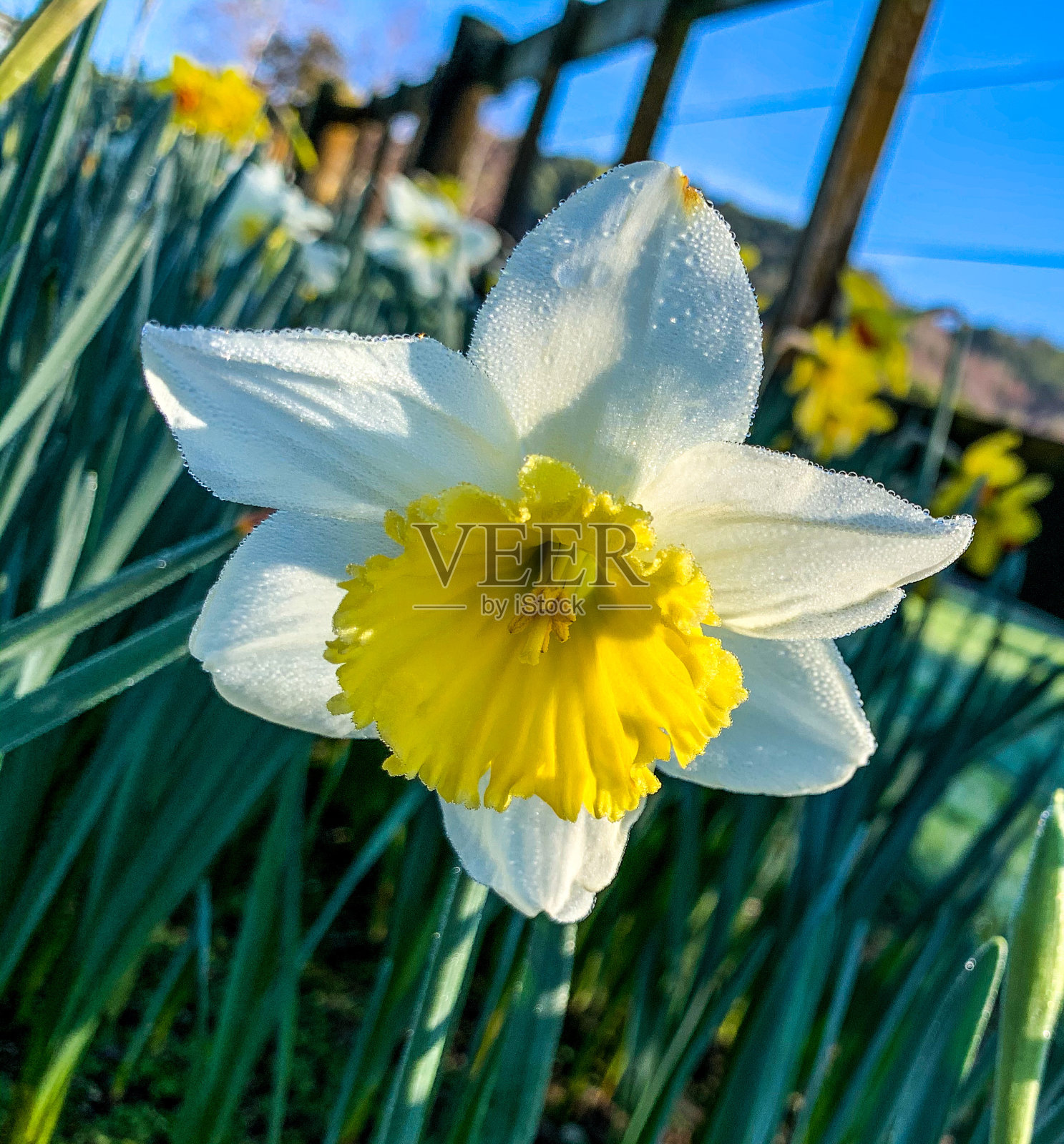 水仙花照片摄影图片