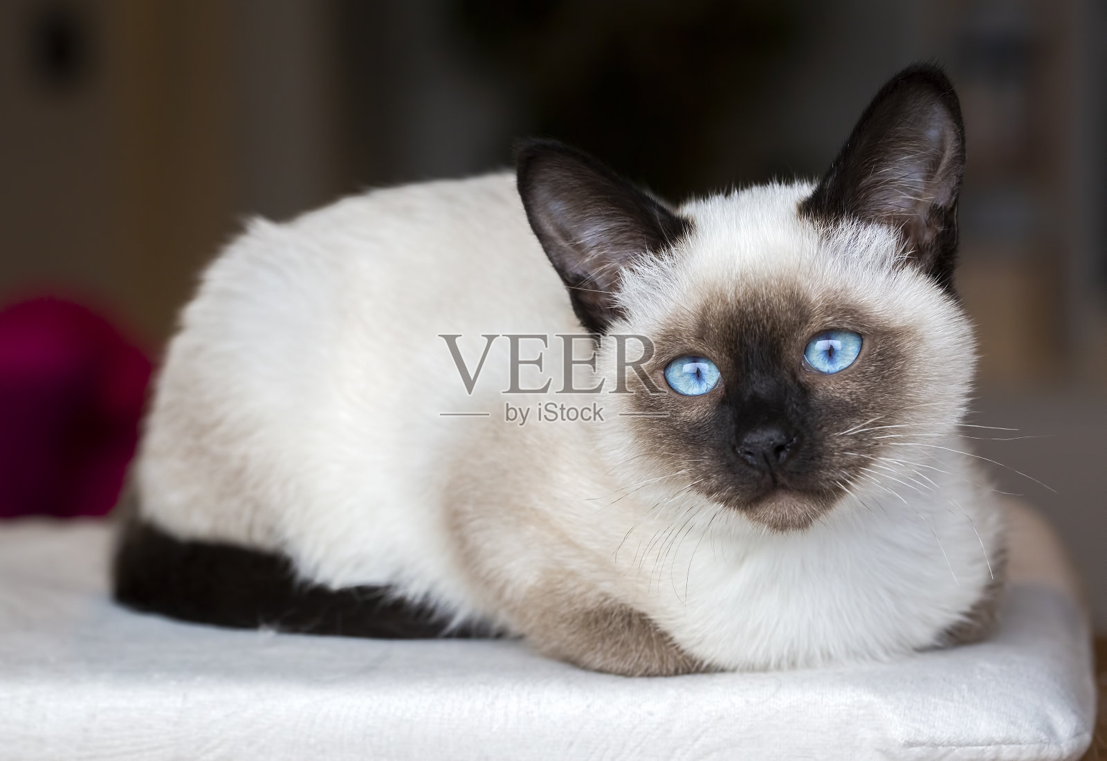 暹罗猫照片摄影图片