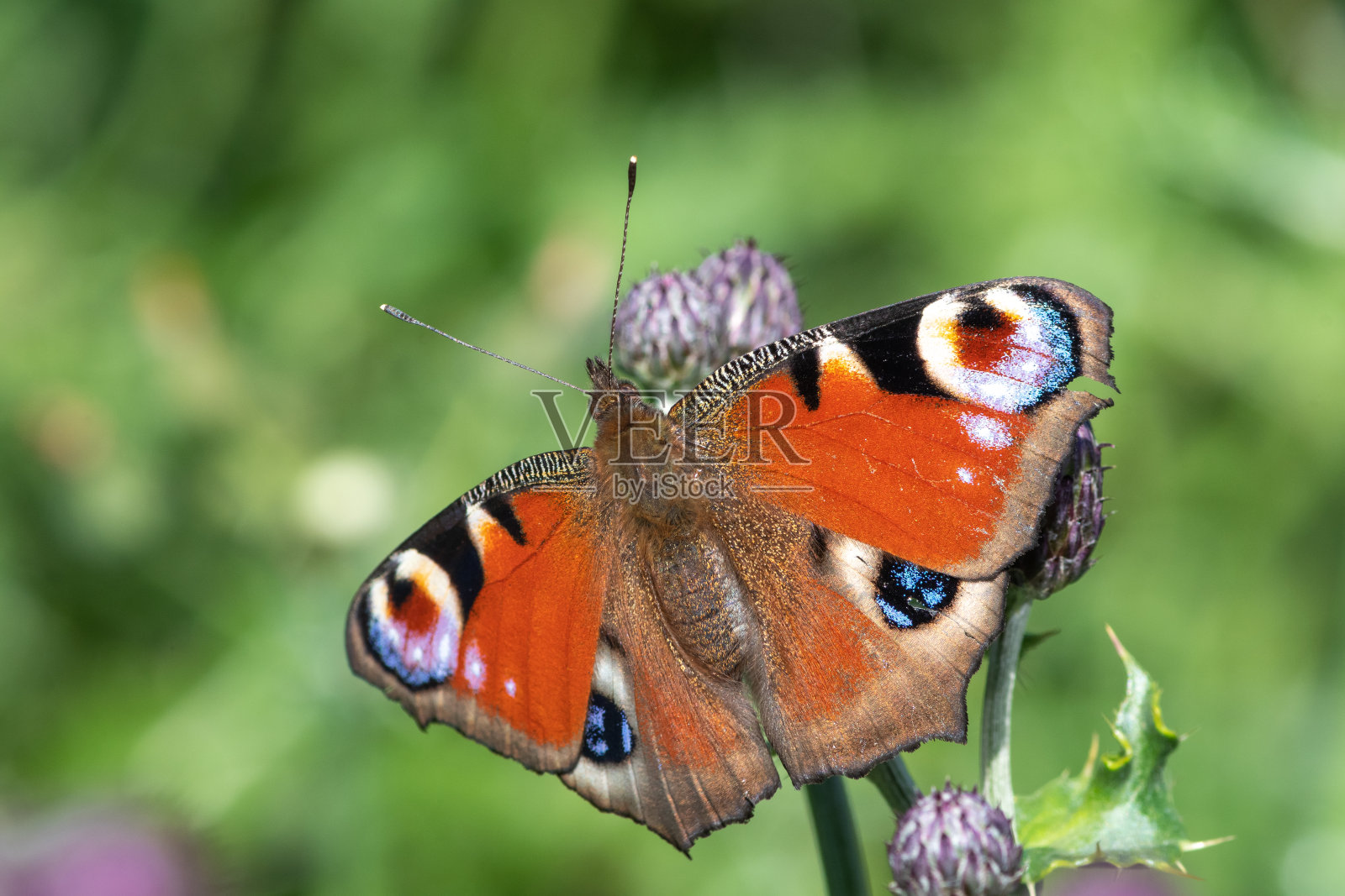 孔雀蝴蝶 (aglais io)照片摄影图片