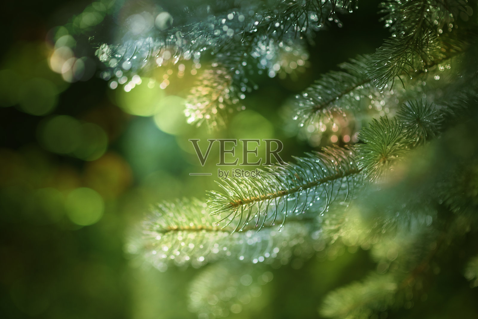 圣诞背景，松树配散景灯照片摄影图片