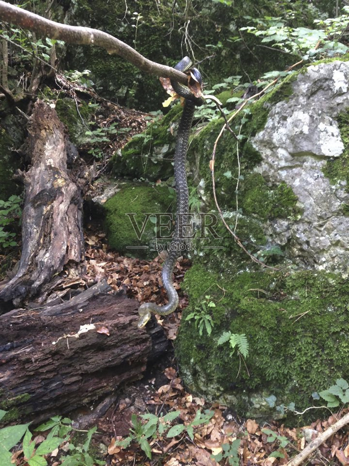 森林里有一条大蛇照片摄影图片