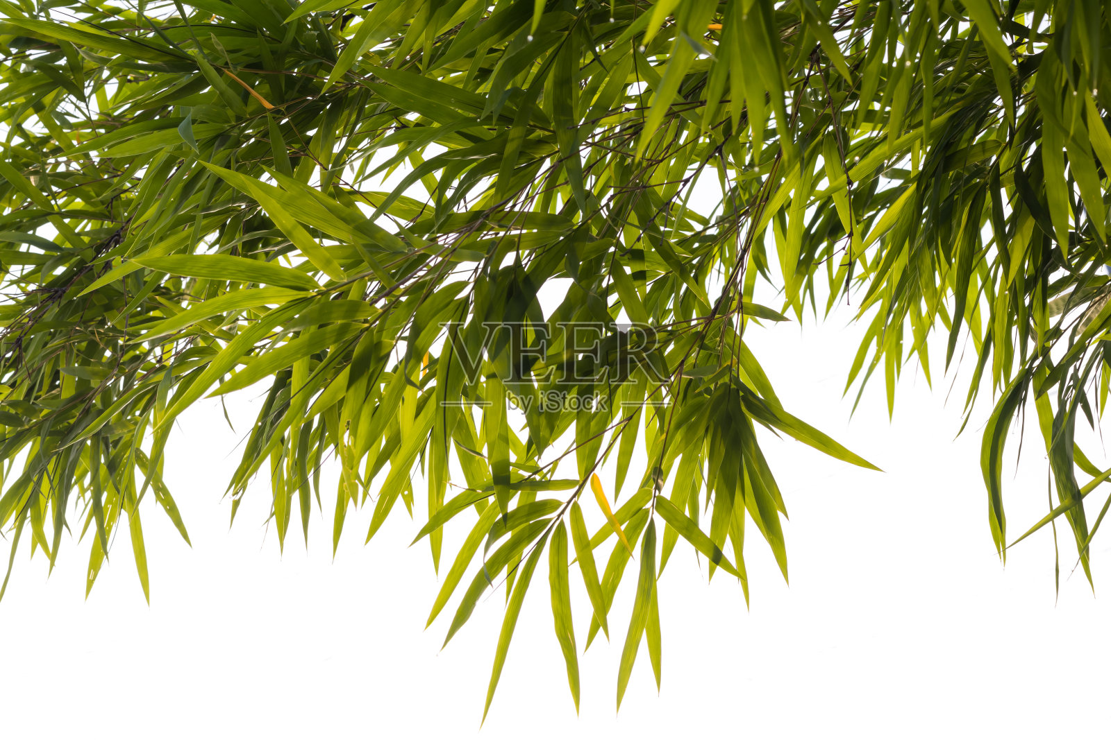 竹叶背景孤立。照片摄影图片