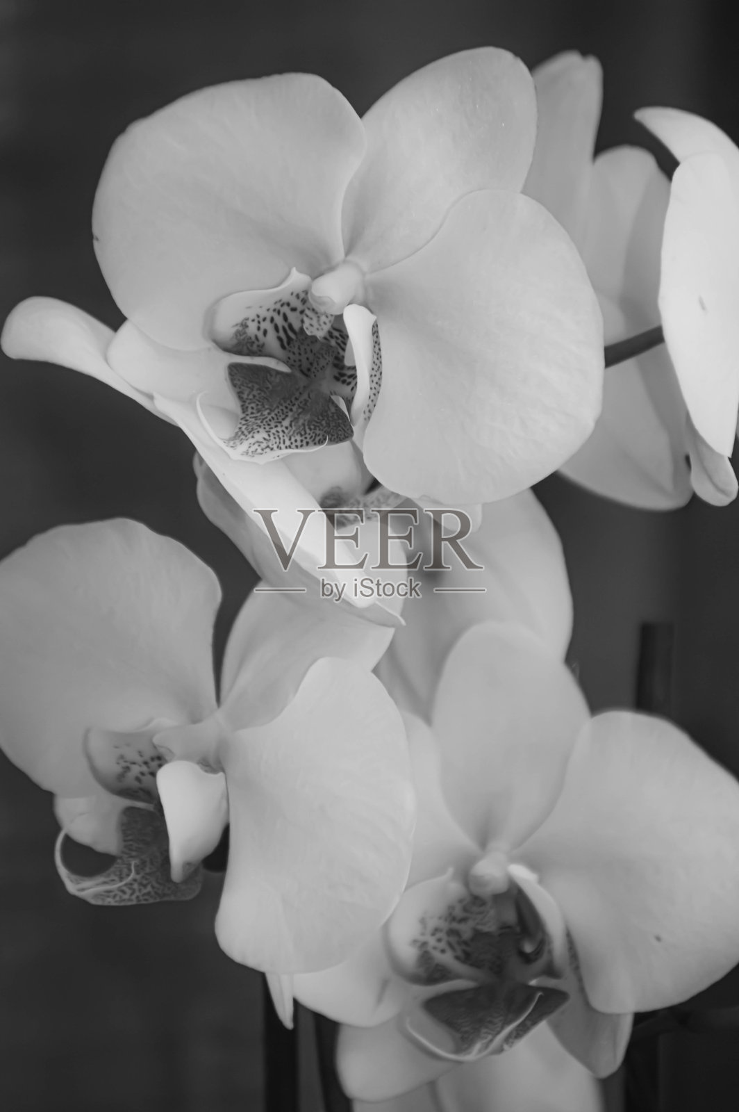 黑色和白色的兰花照片摄影图片