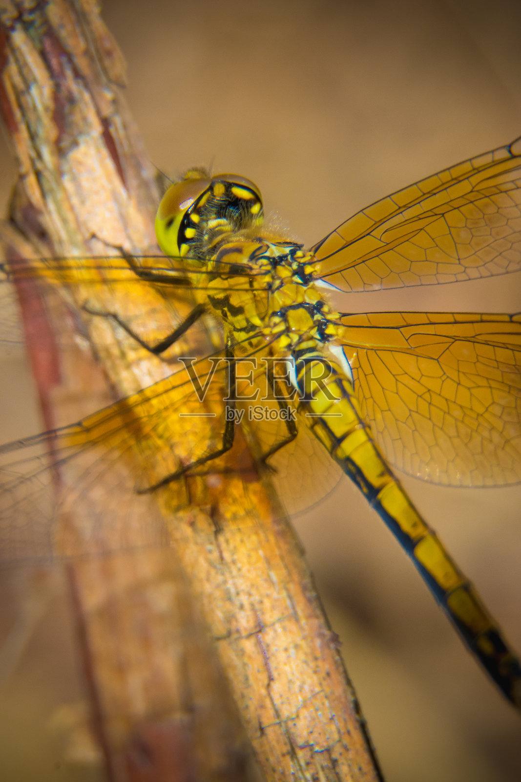 蜻蜓照片摄影图片