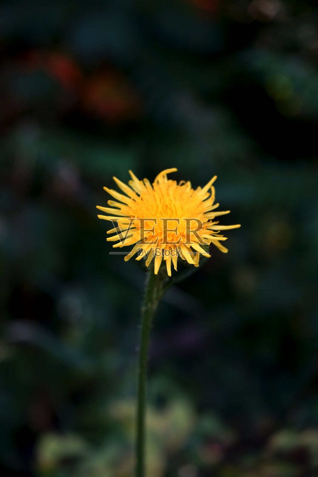 一个蒲公英照片摄影图片