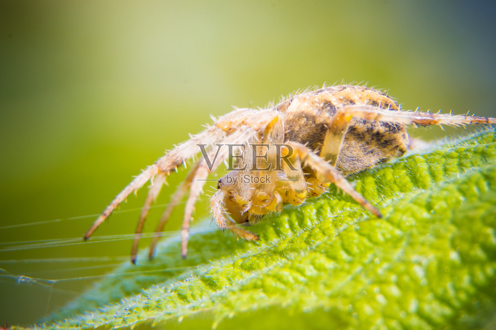 欧洲花园蜘蛛照片摄影图片