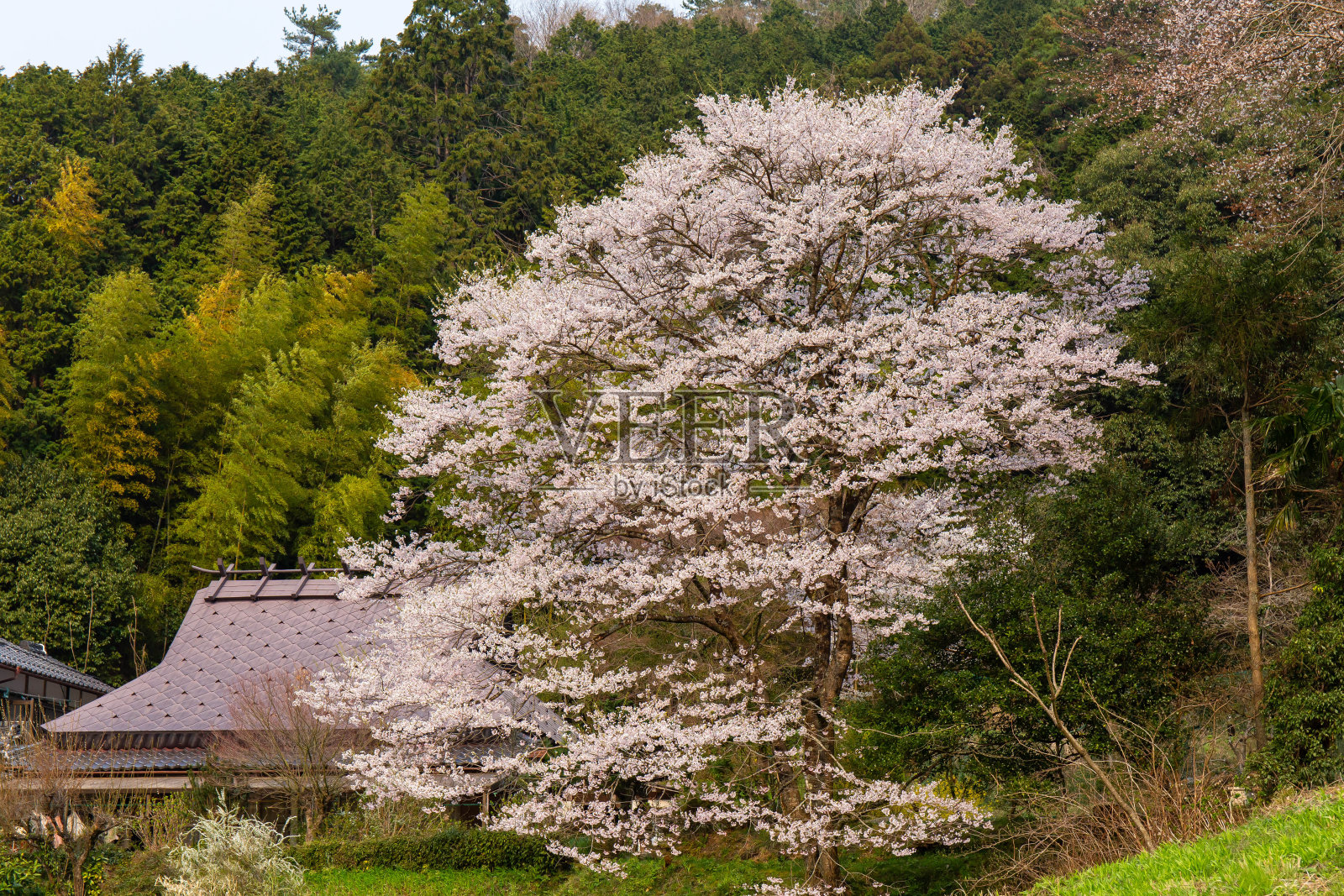 一座古老的日本建筑的屋顶和一棵巨大的樱桃树照片摄影图片