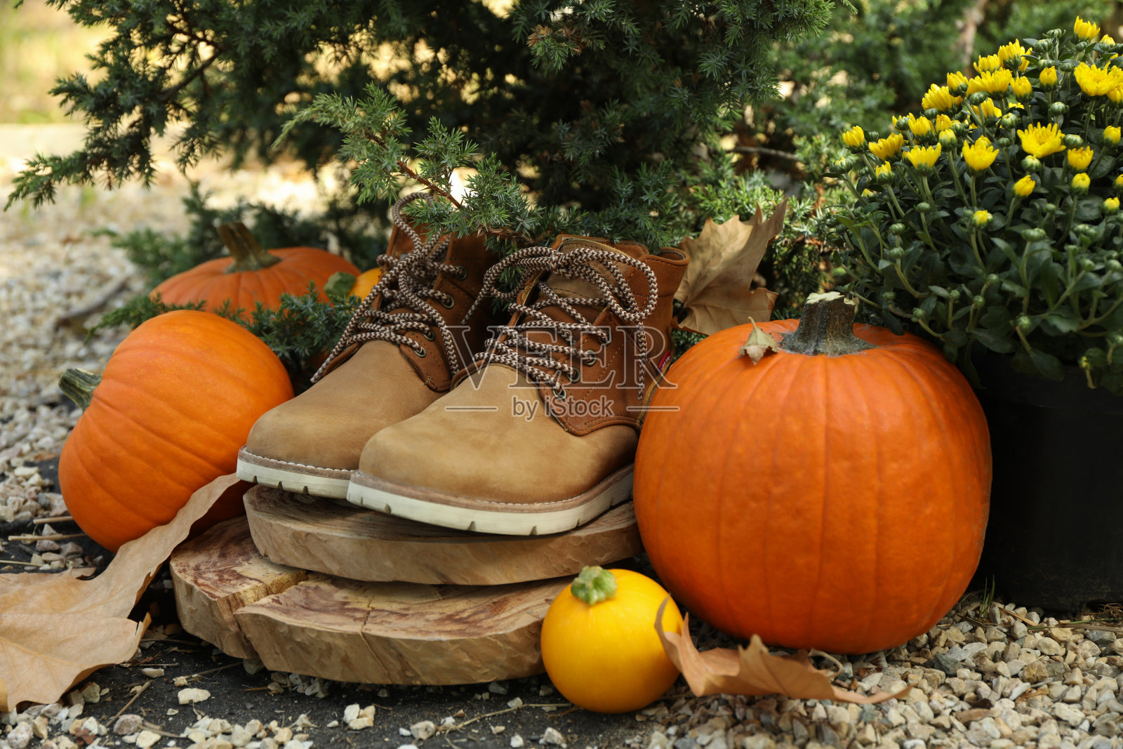 舒适的秋天概念与户外南瓜在公园照片摄影图片