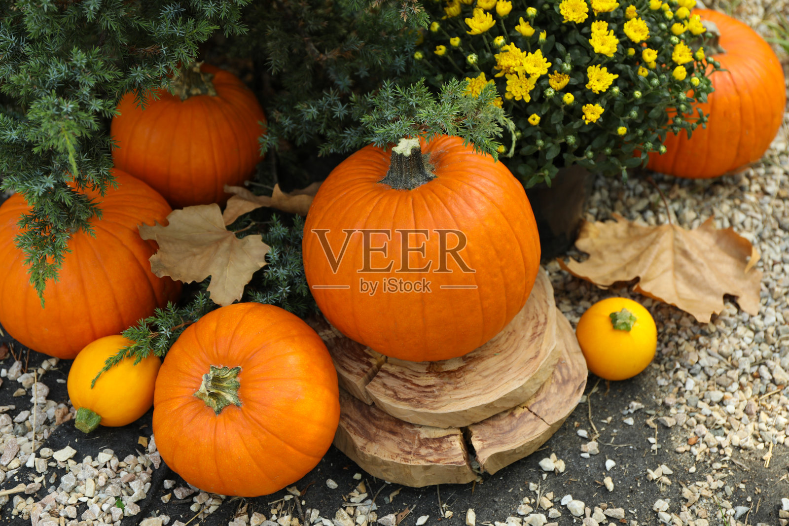 舒适的秋天概念与南瓜户外公园照片摄影图片